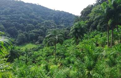 Imagem: Sítio 10 Alqueires Produção Pupunha, Topografia Montanhosa