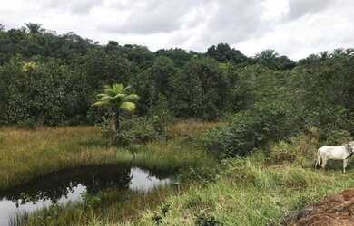 Imagem: A fazenda está localizado em Nazaré, BA à venda por R$599.000