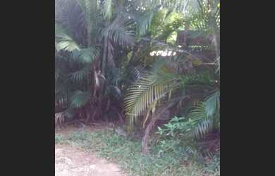 Imagem 3: Casa Novo Campeche, terreno individual arborizado, aceita pet, anual