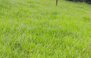 Imagem 4: Fazenda a venda no município de Sanclerlândia GO