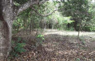 Imagem 9: Terreno 27ha na regiao de Santa Luzia terra de cultivo Varias opçoes