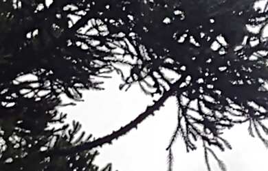 Imagem 4: Terreno no Tietê araucária