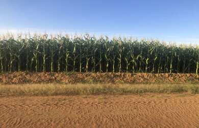 Imagem: A fazenda possui 240m² de Área e está localizado em Caiapônia