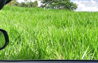 Imagem: A fazenda está localizado em Joaquim Gomes, AL à venda por