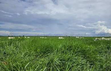 Imagem 8: Fazenda a venda, em Mundo Novo - Goiás