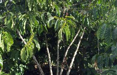 Imagem 14: MIMOSO COM 7 MIL PÉS DE CAFÉ COM CASA ENERGIA E MUITA ÁGUA