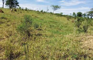 Imagem 4: Sitio Morro Vermelho Pinheiro Alto