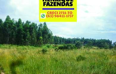Imagem 12: Fazenda 2.899,16 hectares em Novo Acordo