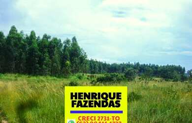 Imagem 5: Fazenda 2.899,16 hectares em Novo Acordo