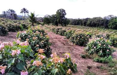 Imagem: A fazenda está localizado em Valença, BA à venda por R$2.500.000