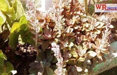 Imagem 14: Chácara residencial à venda, Lotm Cananéia, Pilar do Sul