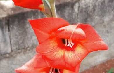 Imagem 9: Chácara espetacular para venda, escriturada e registrada