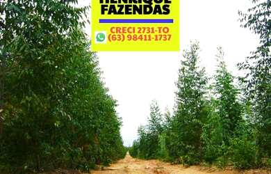Imagem 14: Fazenda 2.899,16 hectares em Novo Acordo