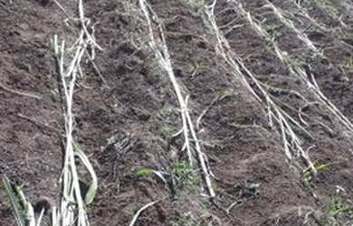 Imagem 5: Fazenda para venda possui 250000 metros quadrados em Zona Rural - Santa...