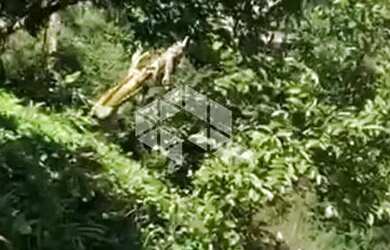 Imagem 15: Chácara com 5 hectares no Morro da Canastra em Farroupilha com casa,...