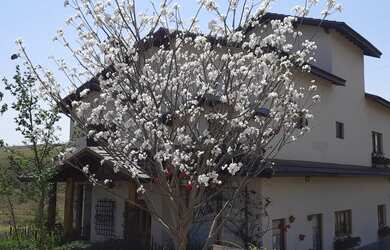 Imagem: A casa em condomínio possui 3 Dormitórios, 5 Banheiros, 3