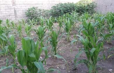 Imagem 1: Terreno à venda, 150 m² por R$ 150.000,00 - Conjunto Residencial Galo...