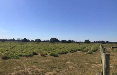 Imagem 12: TITULO VENDO FAZENDA PECUARIA NO VALE DO ARAGUAIA 6130