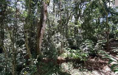 Imagem 8: Terreno a Venda em Canela