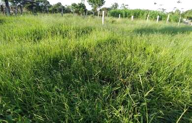 Imagem 4: Fazenda para venda possui 250000 metros quadrados em Zona Rural - Santa...