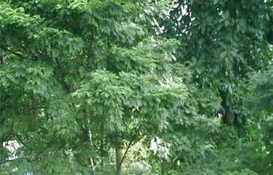 Imagem 16: CASA RESIDENCIAL PARA LOCAÇÃO, ALTO DA BOA VISTA, SÃO PAULO