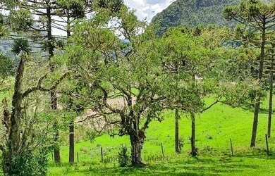 Imagem 8: Imóvel Rural/Terreno Rural