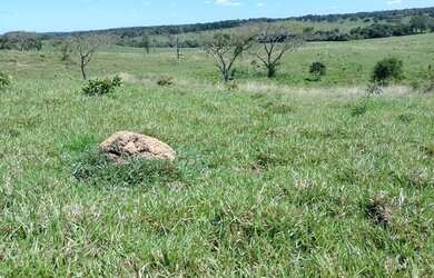 Imagem: A fazenda está localizado em Barrolândia, TO à venda por