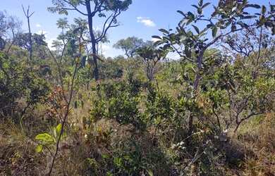 Imagem: A fazenda possui 300m² de Área e está localizado em Cavalcante