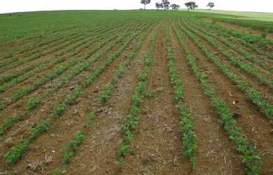 Imagem 6: Araraquara fazenda de cana 93.5 alqueires arrendado