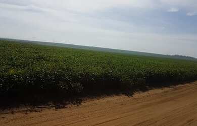 Imagem 4: Araraquara fazenda de cana 93.5 alqueires arrendado