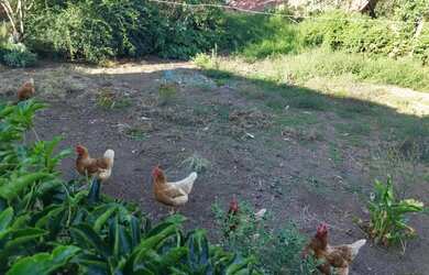 Imagem 14: Sítio / Chácara para Venda em Nova Petrópolis, Treze Colônias, 4 dormitórios,...