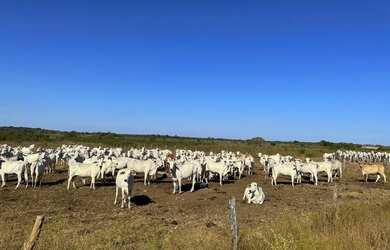 Imagem 12: Fazenda em Formoso do Araguaia
