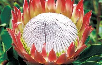 Imagem 9: Excelentes lotes residenciaial em Ilha de Guaratiba, Condomínio novo