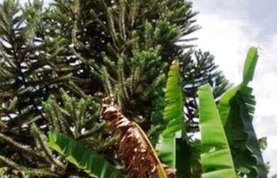 Imagem 11: Chácara residencial à venda, Lotm Cananéia, Pilar do Sul