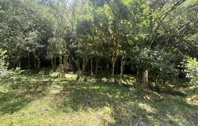 Imagem 11: Terrenos 20.000 m² - Santa Lucia do Piaí - Caxias do Sul
