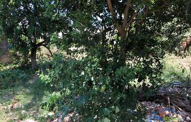 Imagem 7: Terreno residencial à venda, Parque Jockey Clube, Lauro de Freitas