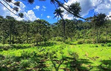 Imagem 3: Imóvel Rural/Terreno Rural