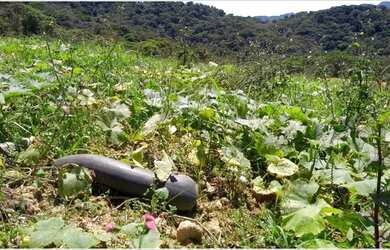 Imagem 7: Terreno no Fazenda do Sacramento em Águas Mornas - SC
