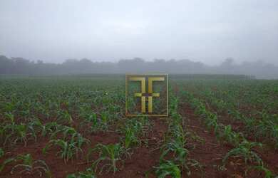 Imagem 6: Fazenda 40 Alqueires, Conceição do Araguaia, PA