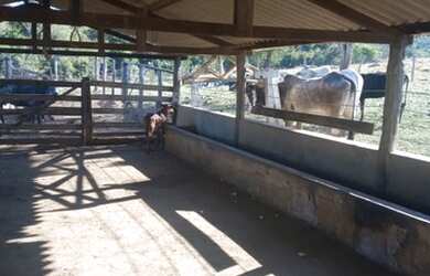 Imagem 1: Fazenda 25 Alqueires 39 km de Luziânia 145 km de Goiânia lugar maravilhoso