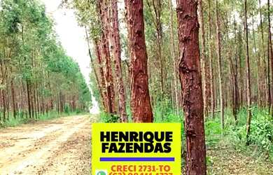 Imagem 10: Fazenda 2.899,16 hectares em Novo Acordo