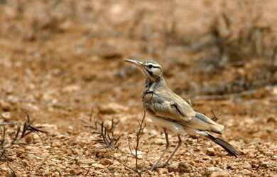 Imagem 8: Excelentes lotes residenciaial em Ilha de Guaratiba, Condomínio novo