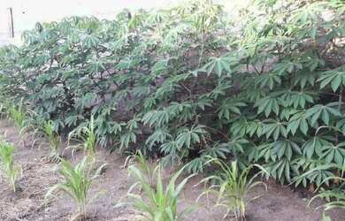 Imagem 2: Terreno à venda, 150 m² por R$ 150.000,00 - Conjunto Residencial Galo...