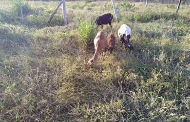 Imagem 2: Fazenda para venda possui 250000 metros quadrados em Zona Rural - Santa...