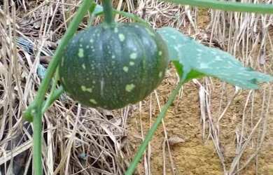 Imagem 9: Casa Casa com 2 dormitórios