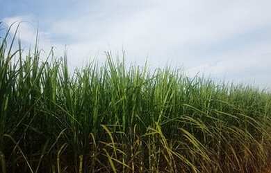 Imagem 2: Araraquara fazenda de cana 93.5 alqueires arrendado