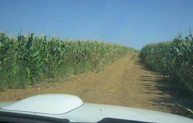 Imagem 9: FAZENDA PRODUTIVA COM 472HECTARES, HA 55KM DE UNAI