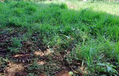 Imagem: O terreno possui 4.500m² de Área e está localizado em Três