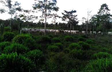 Imagem: A fazenda está localizado em Uruará, PA à venda por R$1.000.000