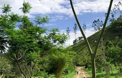 Imagem 3: Linda fazenda a venda com 84 hectares no município de Tijucas SC